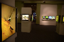 Wasp_exhibition__DSC3443